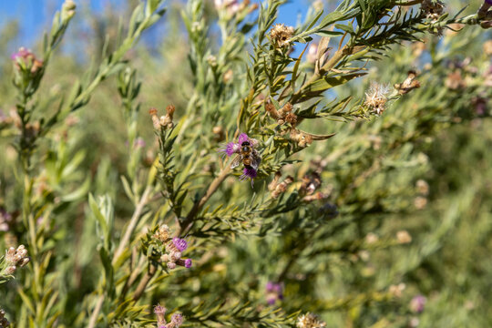 Bee in Arrow Weed