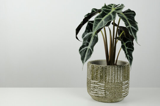 indoor tropical plant alocasia in beton pot on white background. trendy minimalism.