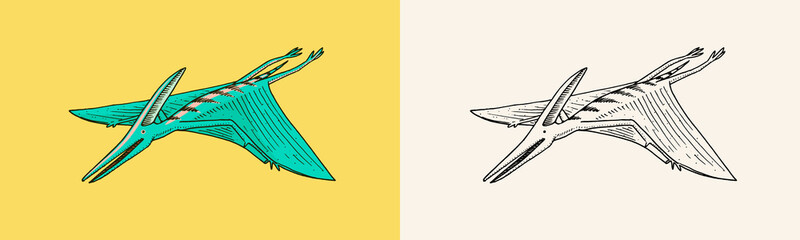 Dinosaur Pterosaur, skeletons, fossils, winged lizard. American Prehistoric reptiles, Jurassic Animal. Engraved vintage Hand drawn sketch for t-shirt print or poster. © artbalitskiy