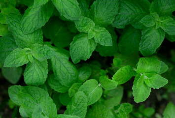 Fresh peppermint tree at vegetable garden with sunlight on summer time