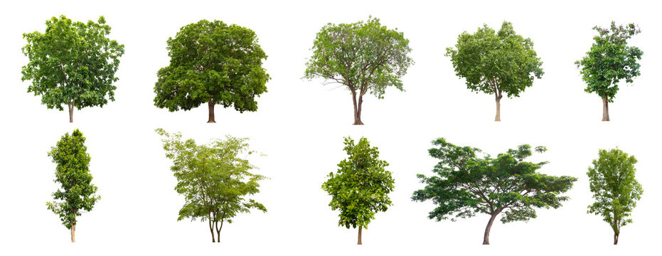 Set beautiful trees isolated on white background, Collection of Isolated Trees on white.