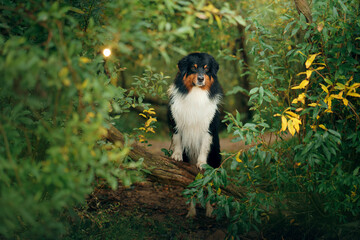 dog peeks out of the autumn leaves. Tricolor Australian Shepherd. Portrait of a pet in nature