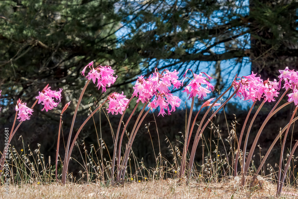 Wall mural naked lady (amaryllis belladonna) in garden, los angeles, california, usa