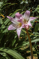 Naked Lady (Amaryllis belladonna) in garden, Los Angeles, California, USA