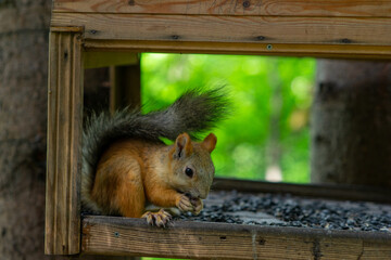 A squirrel eats seeds in a birdhouse