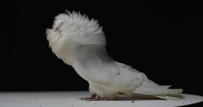 Studio footage of a gorgeous jacobin pigeon with white upwards feathers 4k