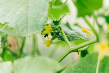  Growing and blooming young cucumbers on a branch in a greenhouse. Young plants blooming cucumbers with yellow flowers and bee, close-up on a background of green leaves