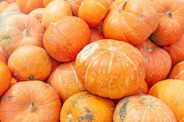 Ripe big orange pumpkins close-up. Organic farm product for sale. A traditional vegetable for Thanksgiving or for making Jack's lantern for Halloween. Beautiful autumn background or wallpaper.