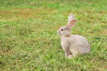 Cute young gray rabbit sitting quietly in the green grass. Space for copy.