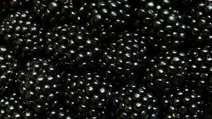 Texture background from a large number of blackberries. Natural berry background