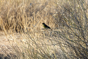 Lesser Goldfinch in Thistle