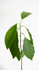 Big healthy leaves baby avocado plant white background, copy space.