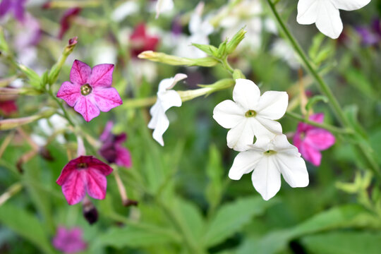 Red and white flowers of sweet tobacco Nicotiana sanderae in the garden