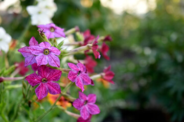 Red and white flowers of sweet tobacco Nicotiana sanderae in the garden