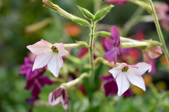 Red and white flowers of sweet tobacco Nicotiana sanderae in the garden