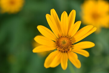 Yellow bright Rudbeckia flowers in the garden