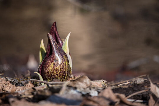Sunlit Skunk Cabbage In Springtime