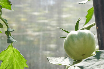 Green tomatoes. The concept of agriculture. Organic agriculture, the growth of young tomato plants...