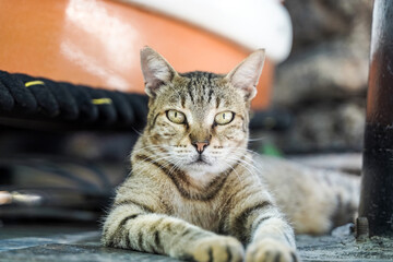 Portrait of a serious and angry cat on the street. Street cats in nature.