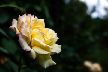 Beautiful flower of a yellow rose on a flower bed in a summer garden.