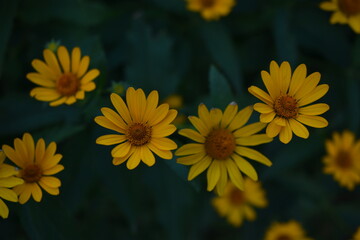 Yellow bright Rudbeckia flowers in the garden