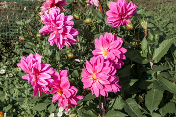 Dahlia (Dahlia hybrida) in garden