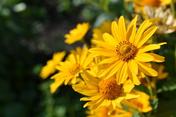 Fototapeta premium Yellow bright Rudbeckia flowers in the garden