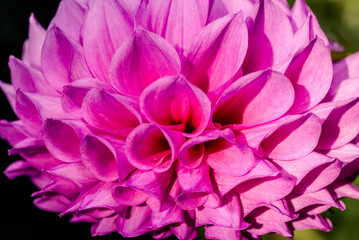 Dahlia (Dahlia hybrida) in garden