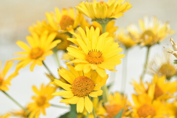 Yellow bright Rudbeckia flowers in the garden