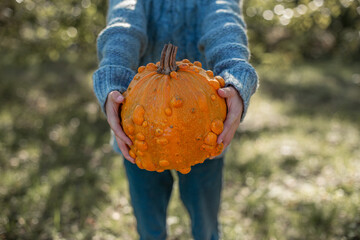 Boy in a knitted blue sweater is holding in his hands ugly orange pumpkin. Deformed orange pumpkin...