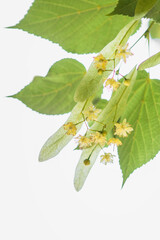 Linden tree flowers (tilia cordata, europea, small-leaved lime, littleleaf linden bloom) Pharmacy, apothecary, natural medicine, healing herbal tea, aromatherapy. Spring background, white copy space