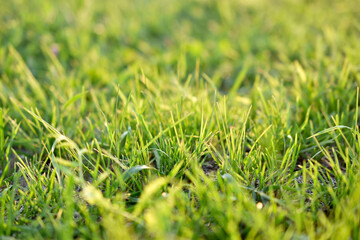 Fototapeta premium Green juicy lawn grass close - up in summer