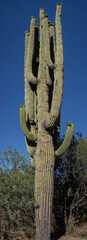 Tall Saguaro with a bunch of Arms