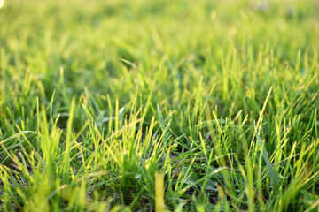 Fototapeta premium Green juicy lawn grass close - up in summer