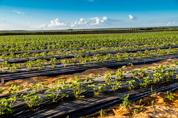Agriculture landscape. Strawberry field close-up against the blue sky