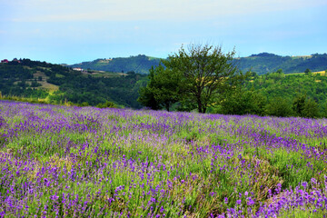 lavender field at sale san Giovanni cuneo Italy