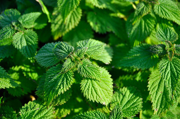 Close up of the nettle green leaves  - 448809479
