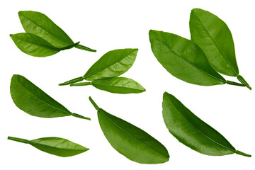 citrus leaves isolated on white background. top view. clipping path