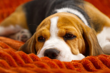 cute beagle puppy resting on an orange plaid. portrait of a beautiful Beagle puppy. Dog relaxing on the carpet
