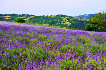 Fototapeta na wymiar lavender field at sale san Giovanni cuneo Italy