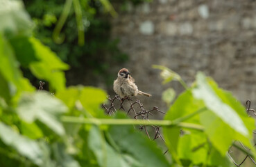 cute fluffy sparrow sitting on a green branch