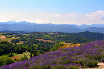 Plakat lavender field at sale san Giovanni cuneo Italy