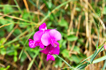 wild flower in a wheat field in sale san Giovanni cuneo Italy