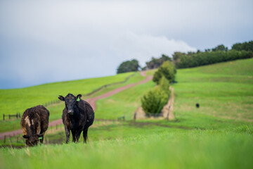 angus and Murray grey cows chewing grass.