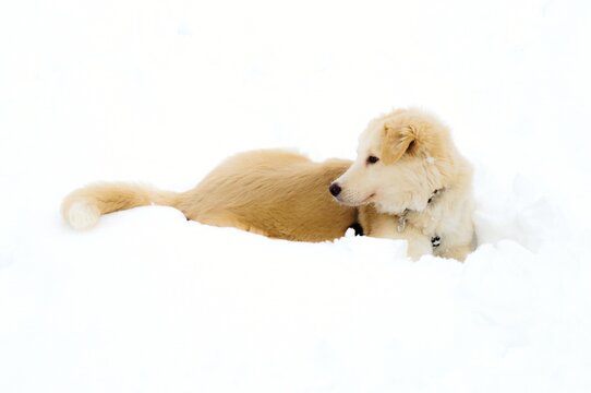 View Of A Dog Over In The Snow
