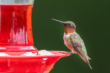 Hummingbird at feeder - obrazy, fototapety, plakaty