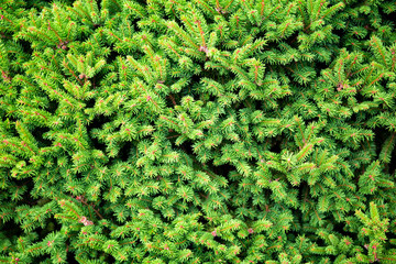  Branches of a beautiful green spruce or pine close-up, beautiful nature background