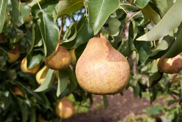 European Pear (Pyrus communis) in orchard