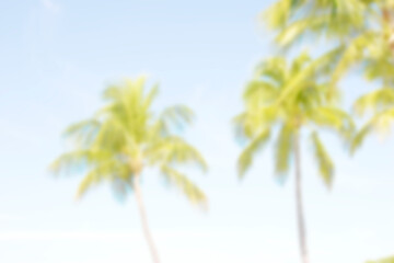 Blurred coconut palm trees for background