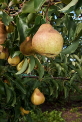 European Pear (Pyrus communis) in orchard